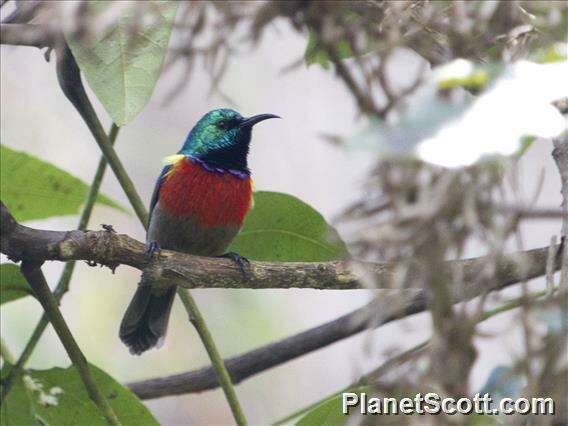 Image of Northern Double-collared Sunbird
