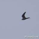 Image of Lesser Striped Swallow