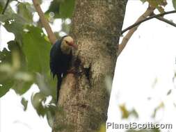 Image of woodhoopoes