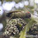Image of Tullberg's Woodpecker