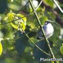 Image of Black-crowned Waxbill