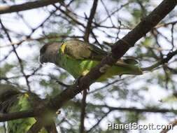 Image of Poicephalus Swainson 1837