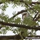 Image of Pygmy Batis