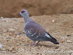 Image of Speckled Pigeon