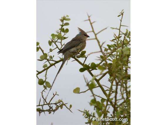 Coliiformes resmi