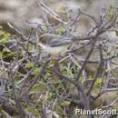 Image of Red-fronted Warbler