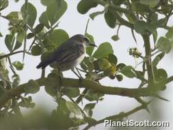 Image of Eastern Violet-backed Sunbird