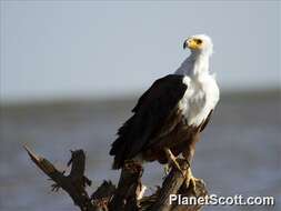 Image of Sea eagles