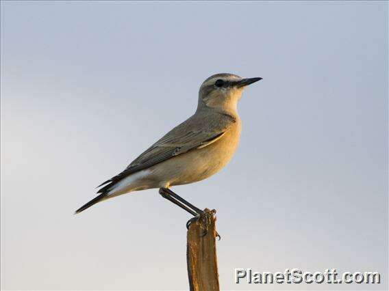 Image of Wheatear