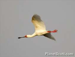 Image of Platalea Linnaeus 1758