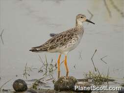 Image of Ruff