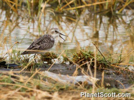 Imagem de Calidris Merrem 1804