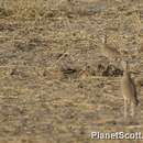 Image of Somali Courser