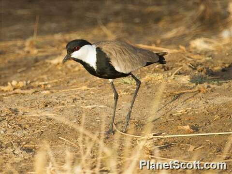 Image of Lapwing