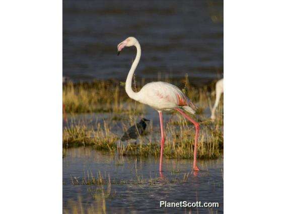 Imagem de Phoenicopterus Linnaeus 1758