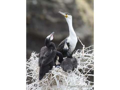 Imagem de Phalacrocorax Brisson 1760