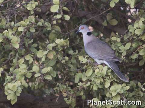 Streptopelia Bonaparte 1855 resmi