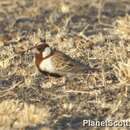 Image of Chestnut-headed Sparrow-Lark