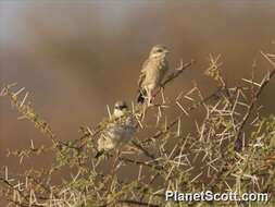 Image of sparrow-weaver