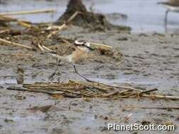 Image of Kittlitz's Plover