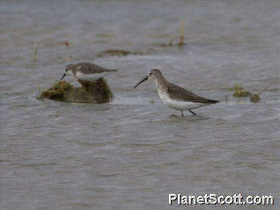 Image of Calidris Merrem 1804