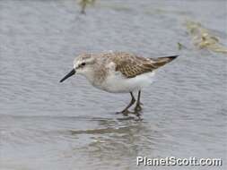 Imagem de Calidris Merrem 1804