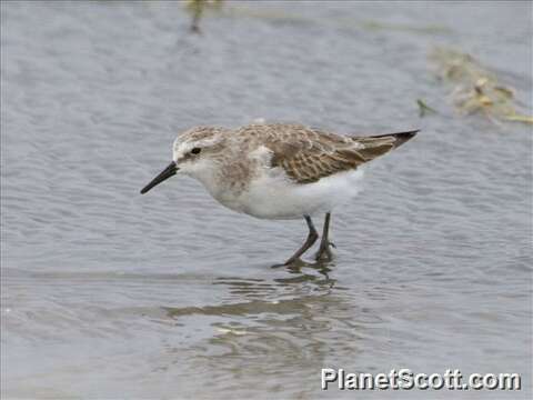 Plancia ëd Calidris Merrem 1804