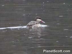 Image of Red-billed Teal