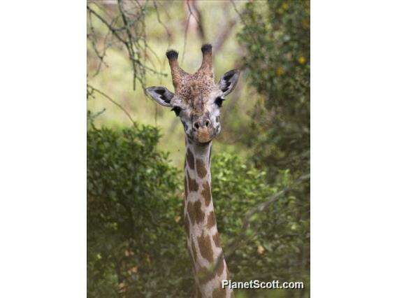 Image of Giraffes