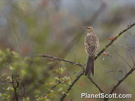 Image of Long-billed Pipit