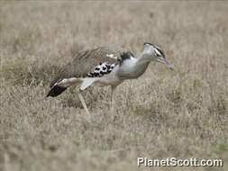 Image of Great Indian bustard