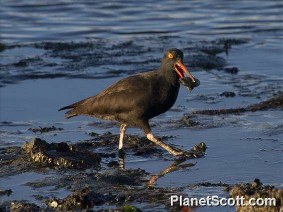 Image of oystercatchers