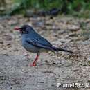 Turdus plumbeus Linnaeus 1758 resmi