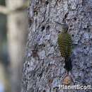 Image of Hispaniolan Woodpecker