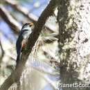 Image of Hispaniolan Trogon