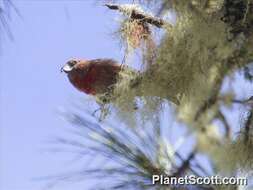 Image of Hispaniolan Crossbill