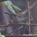Image of Green-tailed Warbler