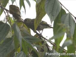 Image of Hispaniolan Crossbill