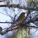 Image of Pine Warbler