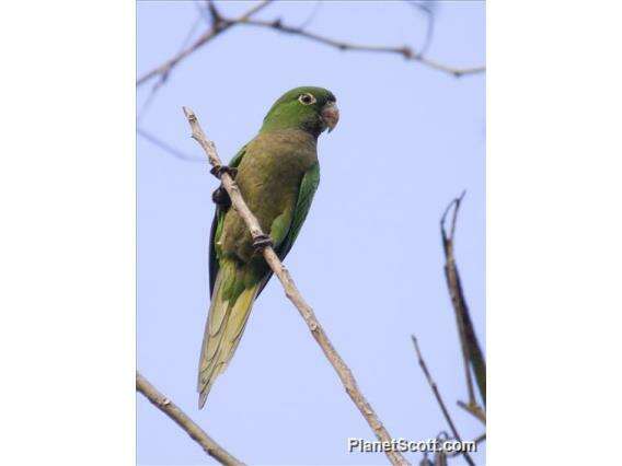 Слика од Eupsittula Bonaparte 1853