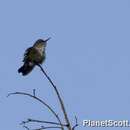 Image of Vervain Hummingbird