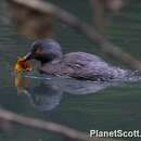 Image of Least Grebe