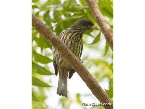 Image of Palmchat