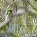 Image of Narrow-billed Tody