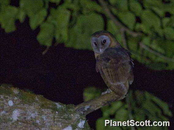 Image of barn owls, masked owls, and bay owls