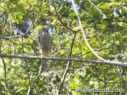 Image of Hispaniolan Hawk