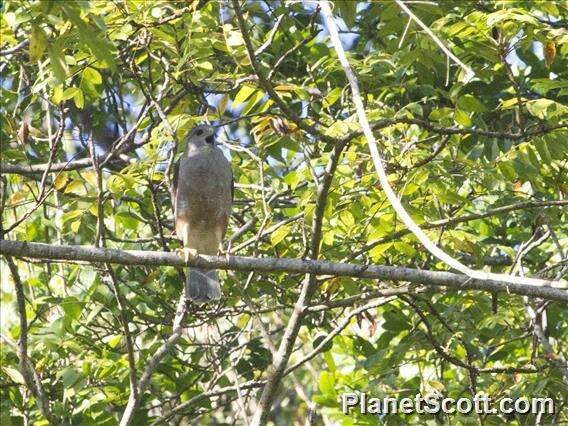 Image of Hispaniolan Hawk