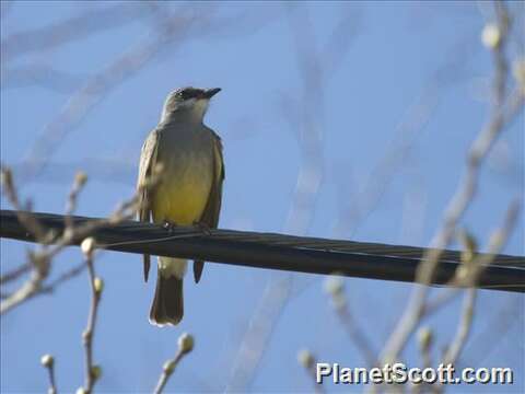 Image of Kingbird