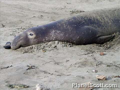 Image of elephant seal