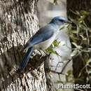 Image of Mexican Jay